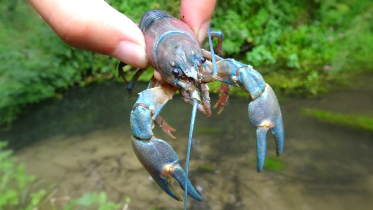 Comment pêche-t-on l'écrevisse en Dordogne? - ICI