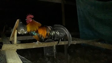 qaib qus txuam tom #2 tom neeg-ไก่ป่าผสม F2 ตีคน_+8562052153089