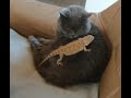 Clyde Mollywoodz Cat Vs Bearded Dragon