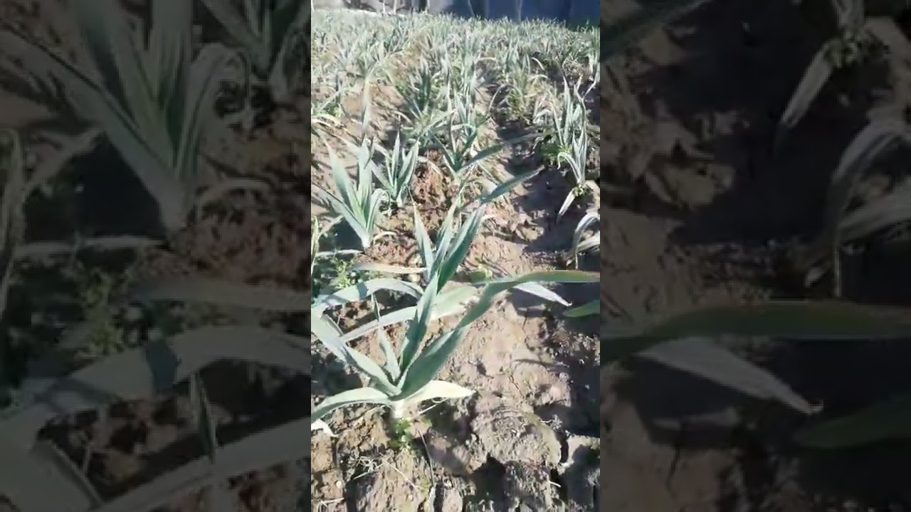 G1 garlic | Sowing in November | G1 luhsan 