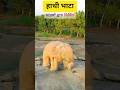 Biggest Single Stone Elephant हाथी भाटा Hathi Bhata #youtubeshorts