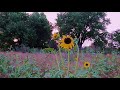 Walking to the Sunset