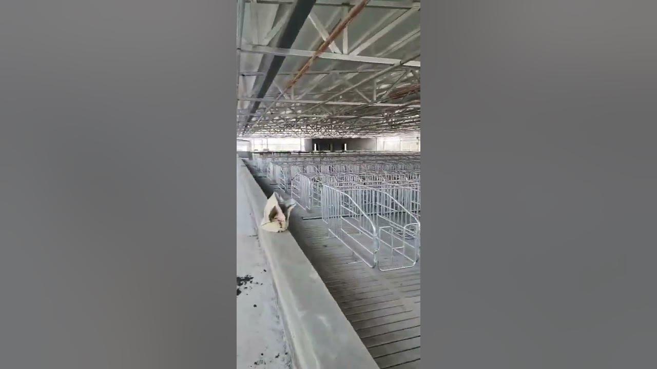 Pig equipment Sow farrowing crate, gestation pen, pig feeder, complete