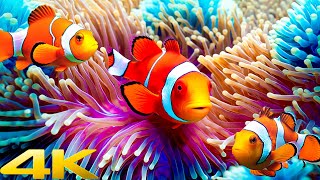 Aquarium 4K VIDEO (ULTRA HD) ? Beautiful Coral Reef Fish - Relaxing Sleep Meditation Music