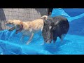 プールを満喫していたブタ、苦手な犬が乱入してテンション急降下...