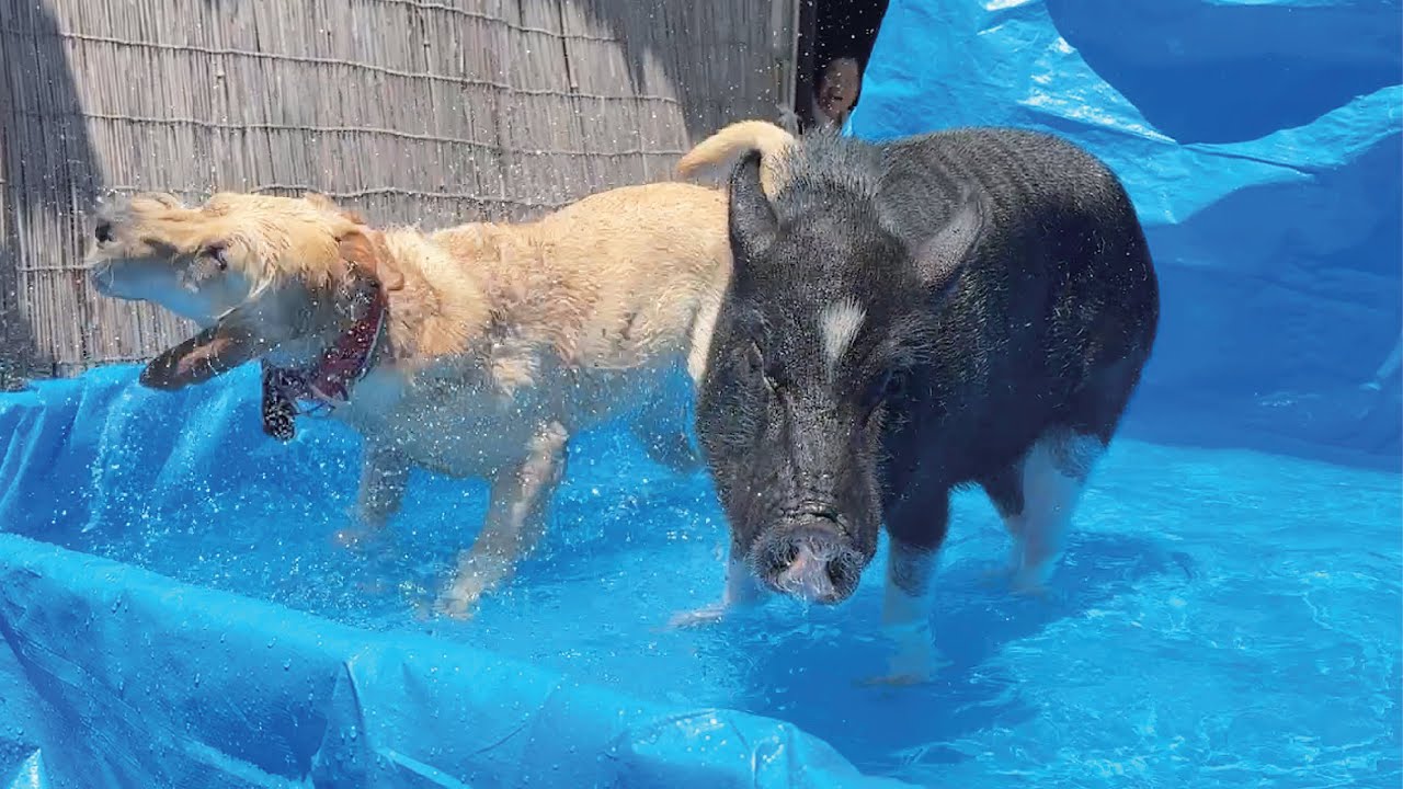 プールを満喫していたブタ、苦手な犬が乱入してテンション急降下...