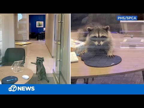 Raccoon bandits break into bank, don't make off with any cash