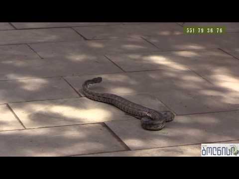 გველების დაჭერა გაუნებელყოფის სპეციალისტი მოსახლეობას სიფრთხილისკენ მოუწოდებს