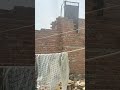 #pigeon #kabootar #trending #viral