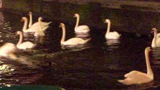 Swans vs. Ducks Part 2