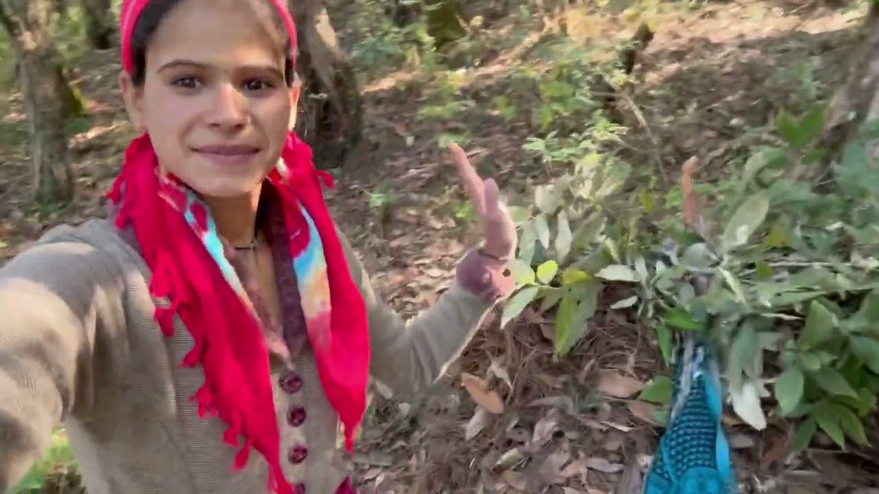 Pahadi lifestyle जंगल का जीवन —शांति भी है, रहस्य भी है, हर कदम पर प्रकृति की महक भी है।