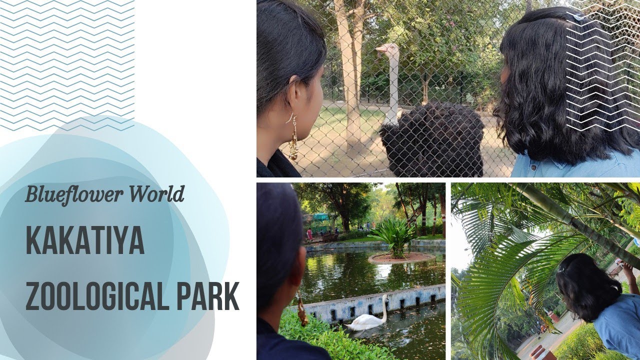  Kakatiya Zoological Park 🐒🐆🦋 Warangal Zoo Park Zoo Park YouTube