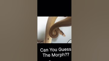 Ball Python Unboxing (Guess The Morph) #ballpython #unboxing #snake #reptiles #shorts #viralshorts