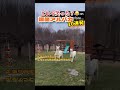 アルパカ最高w #おもしろアニマル #funny #おもしろ #面白集 #最高のシーン #面白い
