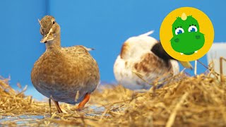 Bolibompa Mini Bolibompisarna - Ankor, Leksaker Och Rockring