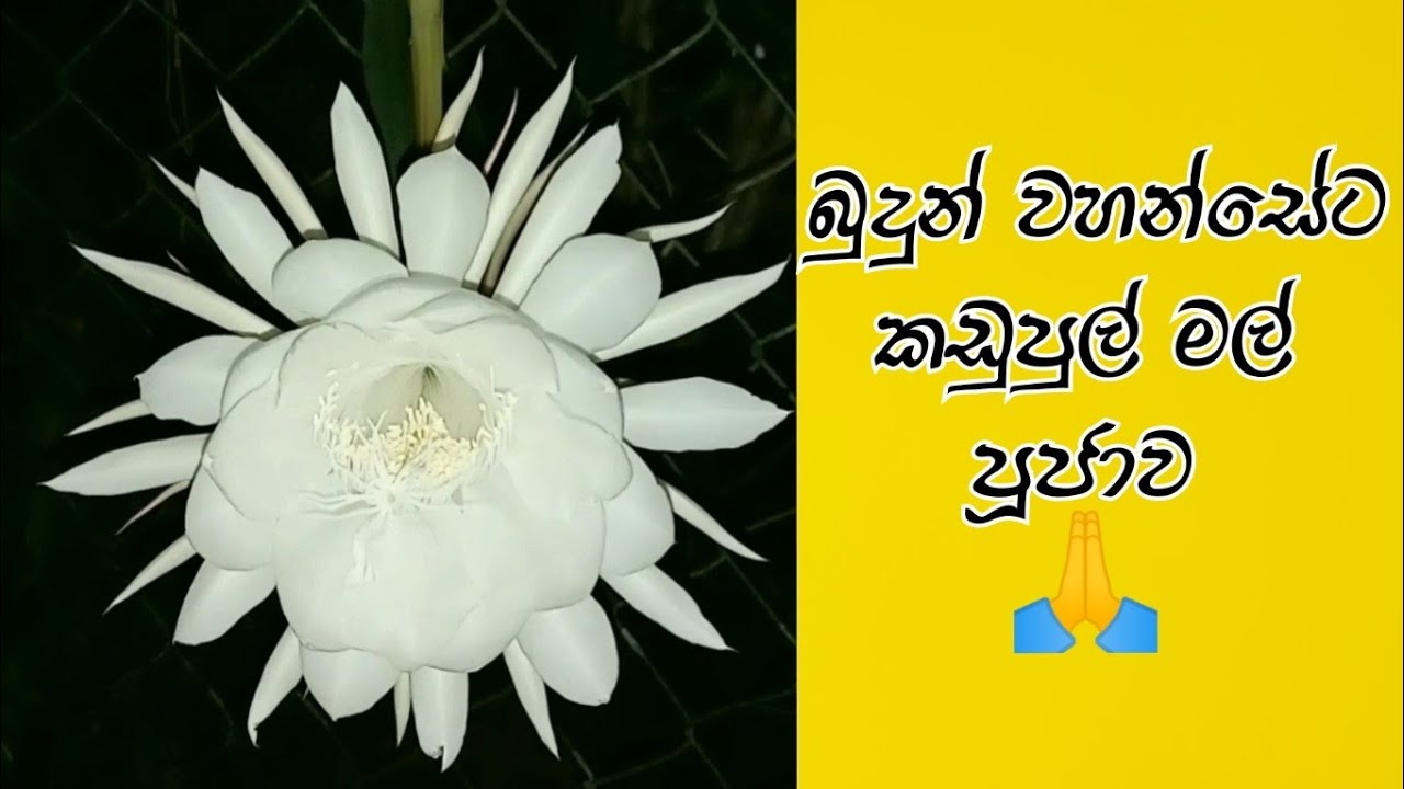 ගැබිනි මවටත් කුසේ සිටින දරුවාටත් සෙත් පතා කඩුපුල් මල් පූජා කිරීම A Day 