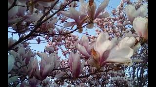 Saucer Magnolia Tree & Reptilian Brain! #triunebrain #hues #birds #fightorflight #warforterritory