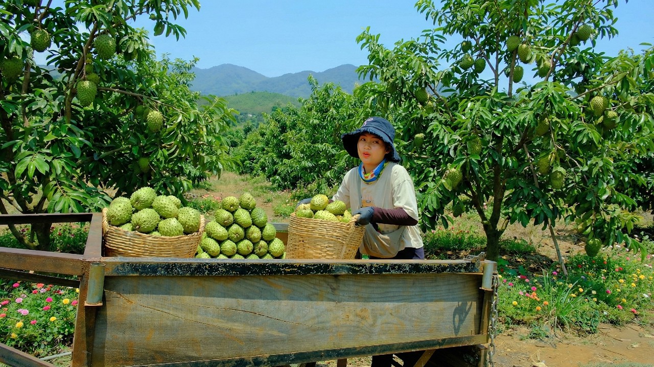 Harvest A Cart Of Soursop To Sell – Start Seeds In Trays To Improve Care & Increase Germination Rate
