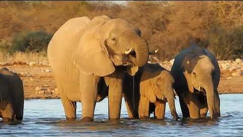 INTRODUCTION TO NUTRIENT CYCLES