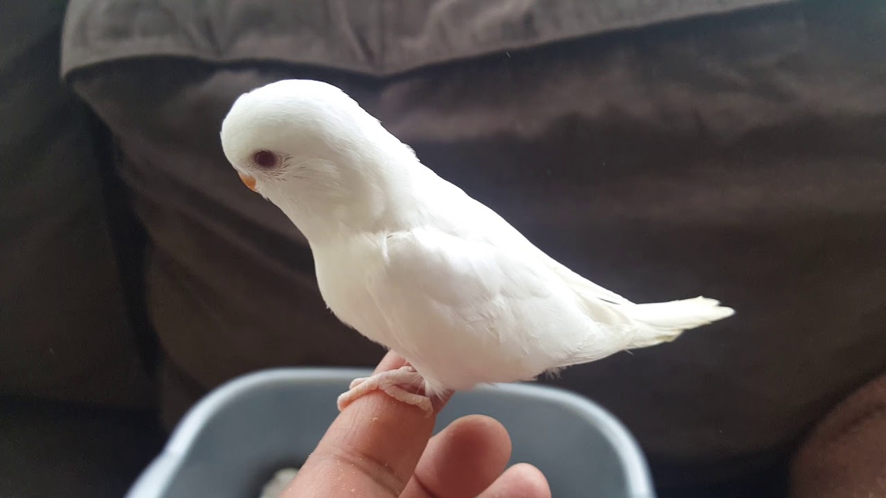 Budgie baby albino 🤗 YouTube