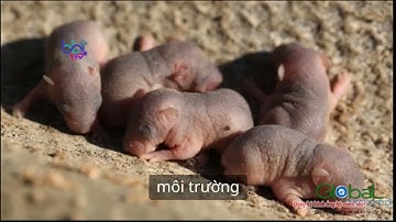 Loài chuột sinh sản thế nào để bao trùm cả thế giới-THẾ GIỚI ĐỘNG VẬT