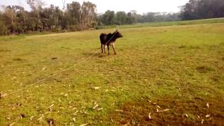 Self-willed cow.