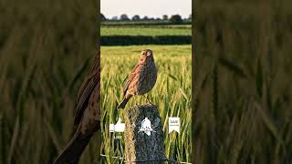 Corn Bunting Song for Deep Rest