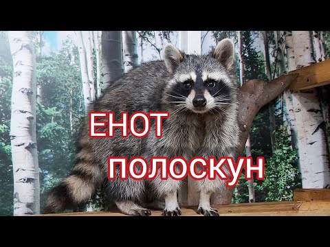 Enot -   воспитание ручных енотов