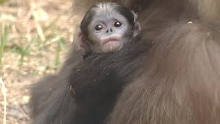 Black Snubnosed Monkey Born in Beijing Zoo