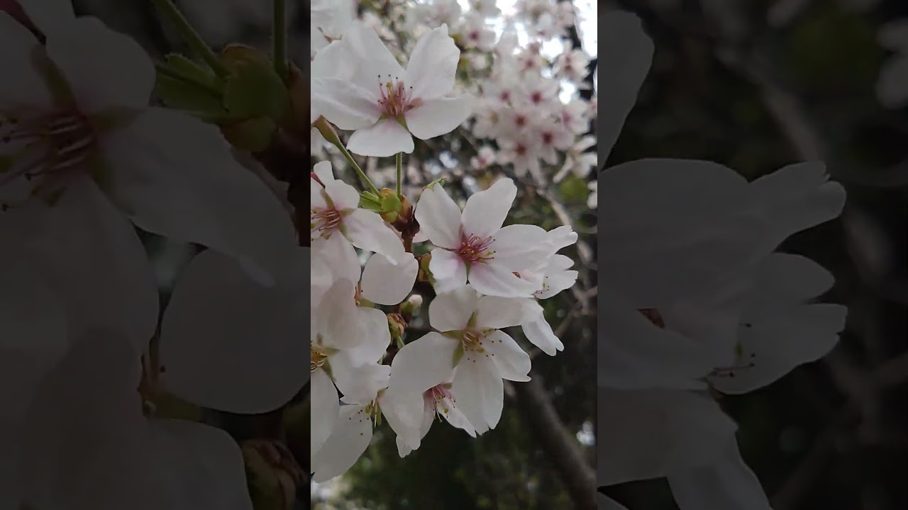 桜 2026年