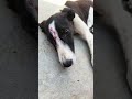 bezubaan dog 🐶 wafadar🥹 #kutta bechari# janwar#cute #youtube #viralvideo..
