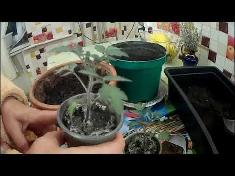 Пуговка-томат К 8 Марта!