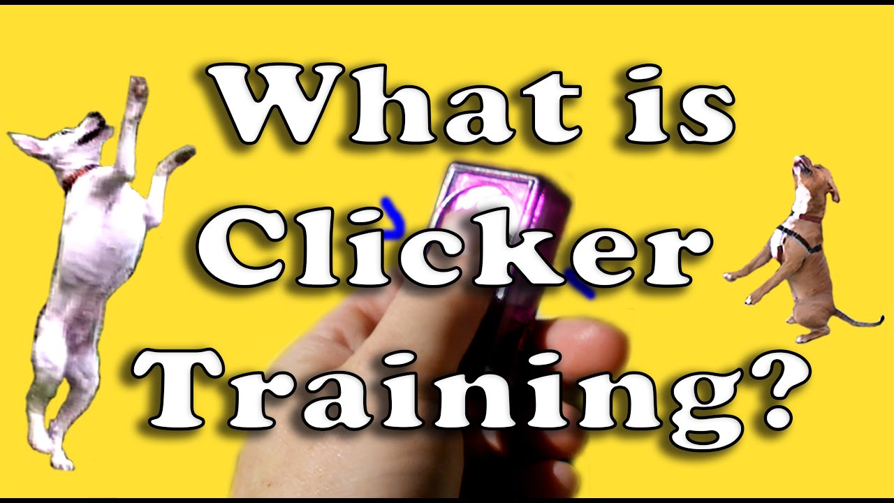 youtube clicker training