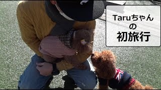 一泊二日!!神奈川の旅★　トイプードルのTaruto