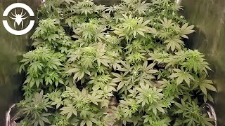 16 AutoFlowers In A 4x4 Tent Weeks 3-5 - The Spider Grow: S2 EP2