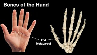 Bones of the hand