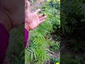 मेरीगोल्ड फ्लावर