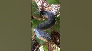 Ông Siu rất tức giận khi thấy có rắn bò vào nhà #snake #cobra #shortvideo #animals #kingsnake #rắn