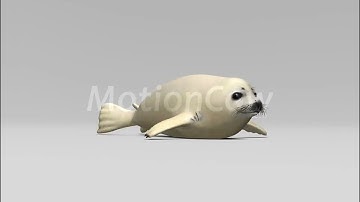 Harp Seal Pup 3D Model