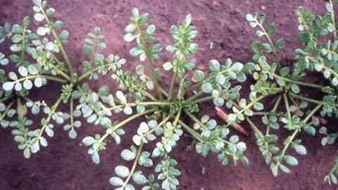 Introduction to the Augmented Experimental Design Part 6 of 8