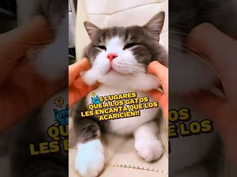Los gatos adoran