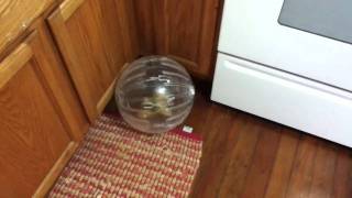 Squirrel in a Ball