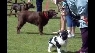 Wally wins waggiest tail competition