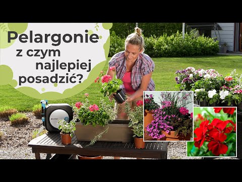 Wideo: Sadzenie w towarzystwie pelargonii: co sadzić z kwiatami pelargonii