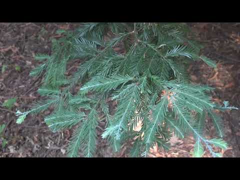 Видео: Arbor Day Done Right: Национални паркове Sequoia и Redwood