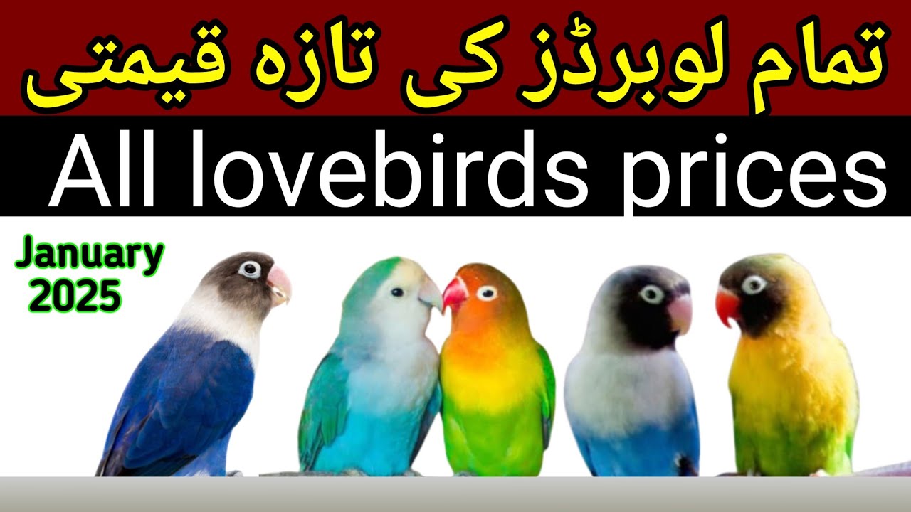 All lovebirds new prices 2025 || love birds in pakistan  || 