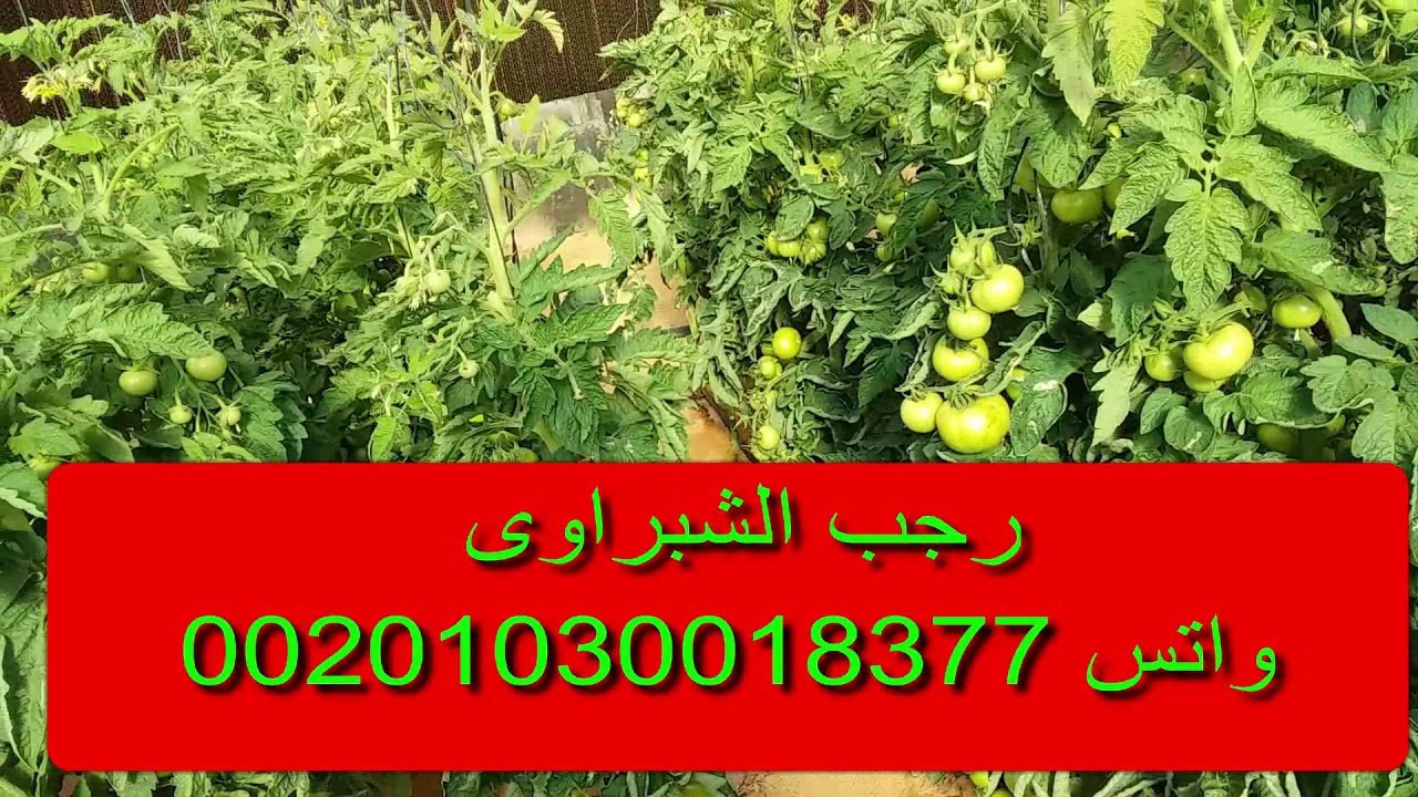 مقاومة الامراض الفطرية فى الطماطم ..