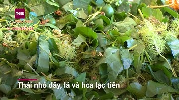 Lạc tiên - Vị thuốc an thần, chữa mất ngủ, khó ngủ, ngủ không sâu giấc