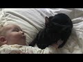 Ориентальная кошка и ребёнок. Питомник TOTAL BLACK