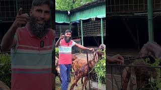 বৃষ্টিতে ভিজা ছাগল সুস্থ রাখার গোপন কৌশল #কৃষি #Agriculture